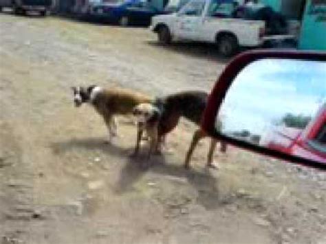 trio con perro